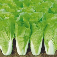 四季速生快菜種子庭院蔬菜陽臺種菜盆栽青菜種植家庭易種小白菜籽