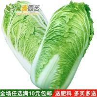 大白菜種子四季播庭院陽臺蔬菜娃娃菜青菜抗熱耐寒秋季易種生長快