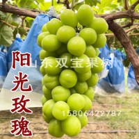 陽光玫瑰園林果樹苗 日本晴王南方北方種植新品種山東葡萄苗基地