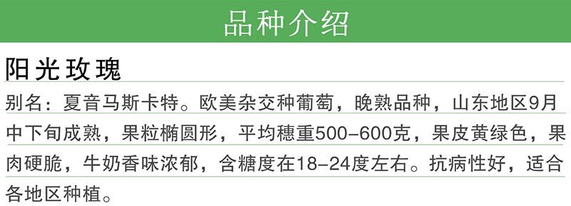 陽光玫瑰.jpg