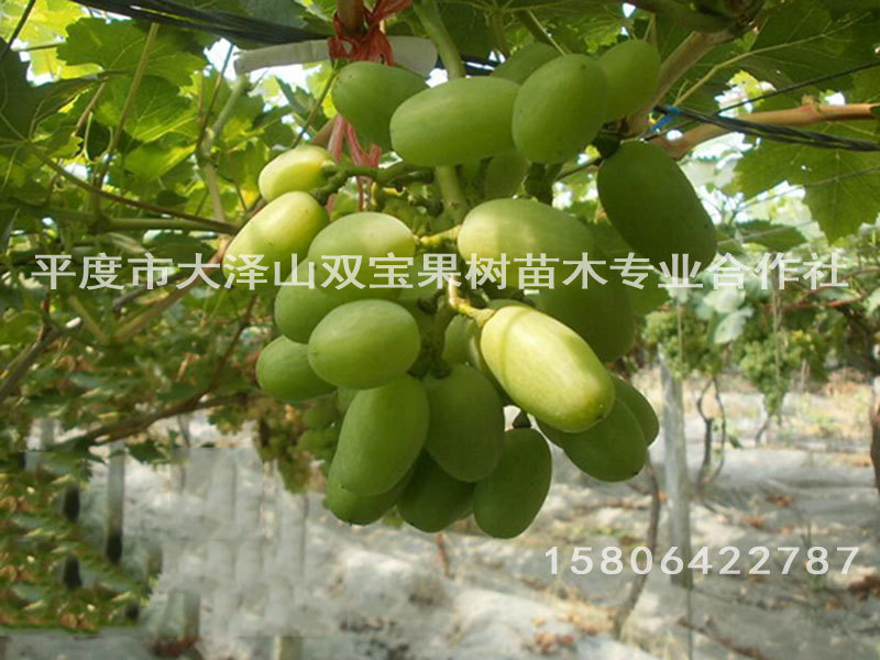 p4445525sb