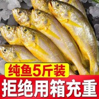 黃花魚野生黃花魚新鮮海捕小黃花魚純野生黃花魚東海舟山大黃花魚