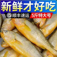 整箱東海大黃花魚新鮮大黃魚鮮活冷凍黃生鮮海鮮類批發(fā)水產(chǎn)大海魚