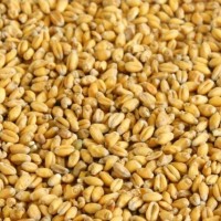 歐麥麥芽保定malteurop小麥芽白小麥芽釀啤酒基礎(chǔ)艾爾麥芽皮爾森