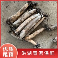 新鮮洪湖藕尾藕現(xiàn)挖現(xiàn)發(fā)做藕粉藕夾藕圓子湖北特產(chǎn)洪湖蓮藕