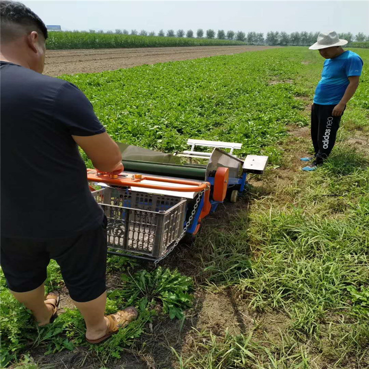 蒲公英收割機03