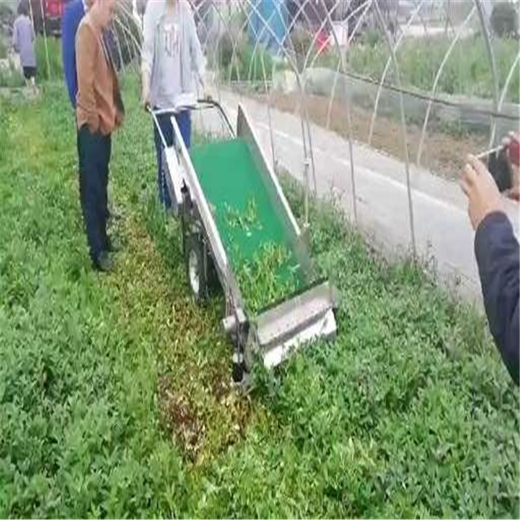 蒲公英收割機01