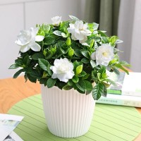 梔子花種子四季種易活多年生開花不斷植物盆栽室內外庭院陽臺花卉