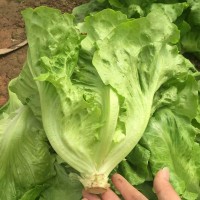 中科茂華蔬菜種子公司批發(fā)意大利生菜種子家庭園藝生菜種