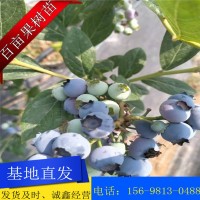 現(xiàn)挖現(xiàn)發(fā)新品種藍(lán)莓苗 基地直發(fā) 南北方果樹苗 盆栽地栽 藍(lán)梅苗