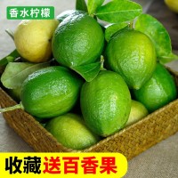 廣東香水檸檬新鮮現(xiàn)摘無籽青檸檬香味四季檸檬奶茶店專用批發(fā)整箱