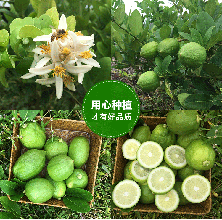 香水檸檬詳情1_02