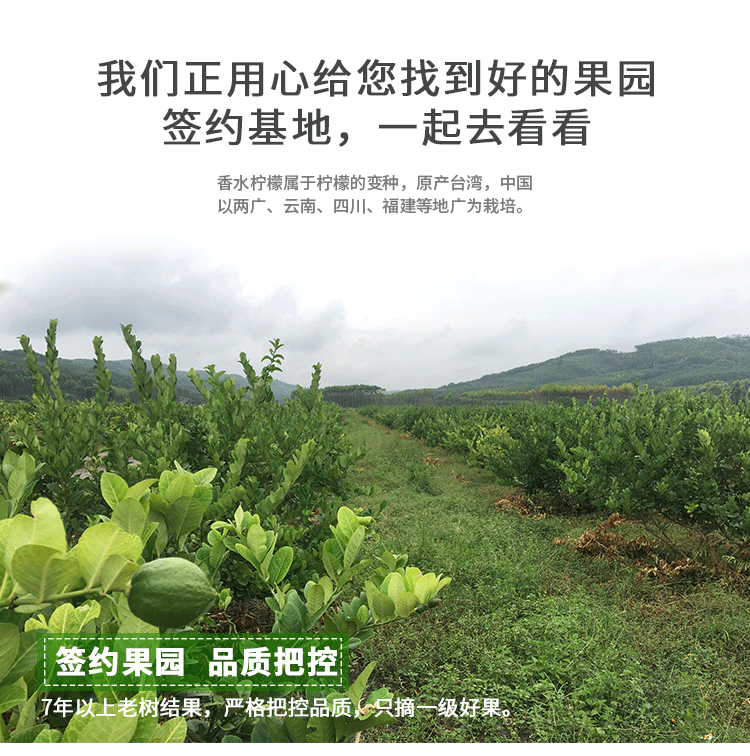香水檸檬詳情1_01
