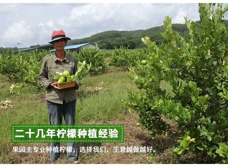 香水檸檬詳情1_04