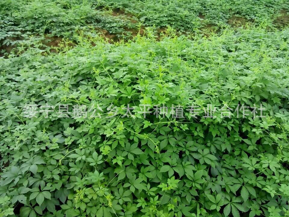 QQ圖片20150801230510