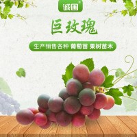 葡萄苗木基地嫁接扦插 巨玫瑰葡萄苗口感好 適合南北方種植
