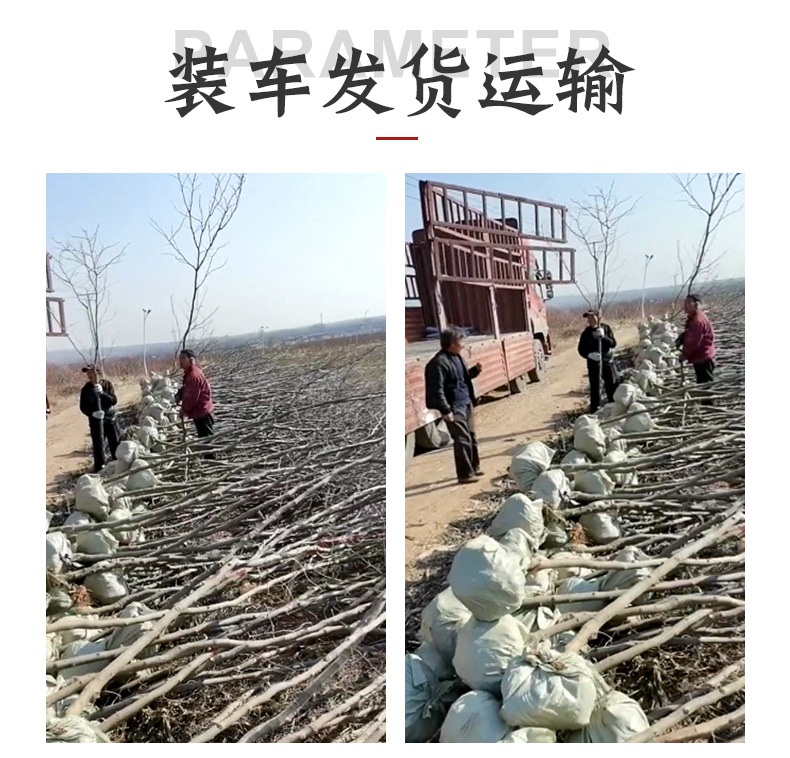 開洋苗木精品_05