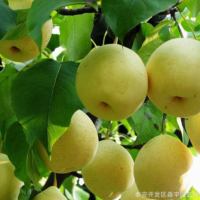 1公分秋月梨樹苗 1公分梨樹苗價格 1公分秋月梨樹苗價格梨樹苗