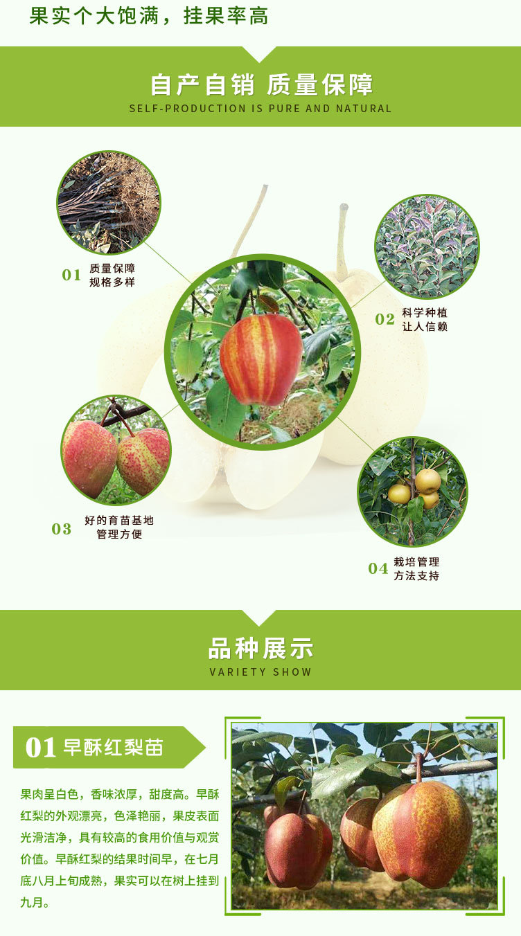 梨樹(shù)苗_03.jpg