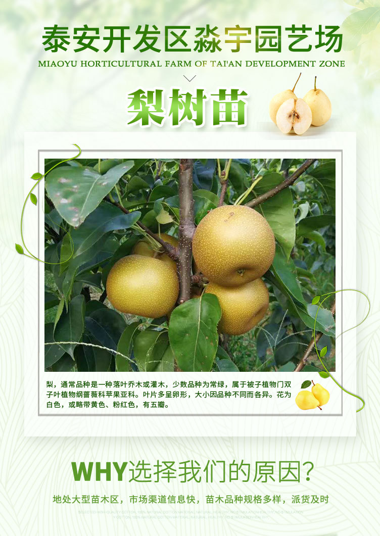 梨樹(shù)苗_01.jpg