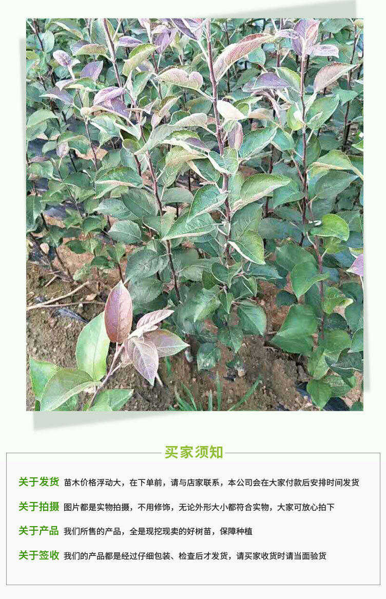 梨樹(shù)苗_07.jpg