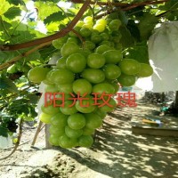 大量批發(fā)植株健壯陽光玫瑰葡萄樹苗 陽光玫瑰葡萄樹苗批發(fā)價格