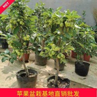 基地批發(fā)蘋果樹盆栽嫁接地栽蘋果苗南北方庭園陽臺庭園種植