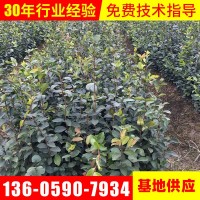 綠化苗木批發(fā)矮種軟枝油茶苗油茶扦插苗大果白花油茶樹苗