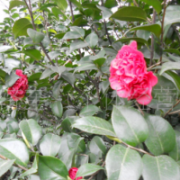 八月桂花樹苗 地徑一公分 桂花樹 桂花苗 金桂樹苗批發(fā)