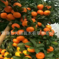 基地批發(fā)紅桔苗嫁接蜜桔愛媛南瓜橘血橙不知火丑柑春見柑橘果樹苗