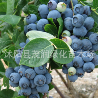 庭院地栽 室內(nèi)盆栽果樹苗 藍(lán)莓苗 藍(lán)莓樹苗帶土球包裝，3年苗