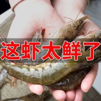 大蝦國產(chǎn)對(duì)蝦基圍蝦明蝦冰凍青蝦鮮活白蝦海蝦冷鏈運(yùn)輸