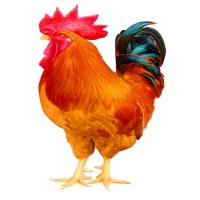 紅玉雞苗活體佳紅雞苗價(jià)格大紅公雞苗半斤公雞紅玉雞苗養(yǎng)殖場(chǎng)