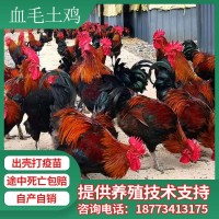 青腳土雞苗批發(fā)血毛土雞苗價(jià)格青細(xì)腳雞苗重慶土雞貴州土雞苗養(yǎng)殖