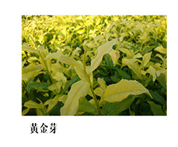 掌柜推薦黃金芽