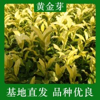【黃金芽茶苗】 黃金芽茶葉苗 龍井黃茶苗浙江茶苗 早茶茶樹