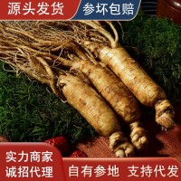 長白山鮮人參500g順豐速發(fā)新鮮帶土人參東北特產保鮮人參煲湯泡酒