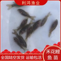 [高產魚種】禾花鯉魚苗 禾花烏鯉 禾花鯉 禾花魚 烏鯉 荷花鯉魚苗