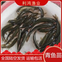 【優(yōu)質魚苗】青魚苗批發(fā) 青鯇魚苗 烏鯇 螺螄鯇魚苗 黑鯇四大家魚