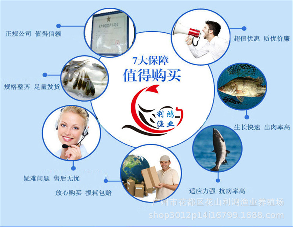 青魚