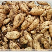 烏紅雜交天麻種子，湖北零代天麻種子，現(xiàn)挖天麻仔、宜昌天麻種子
