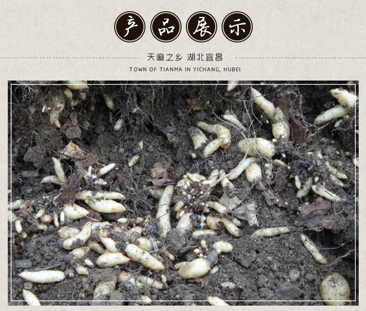 0代天麻種子_08