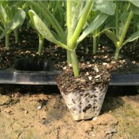 9蔬菜花卉煙草辣椒番茄花菜西瓜甜瓜草莓播種栽培育苗基質(zhì)營養(yǎng)土