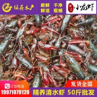 湖北潛江孝感江蘇小龍蝦鮮活批發(fā)清水養(yǎng)殖海鮮冷凍蝦水產(chǎn)青蝦大紅
