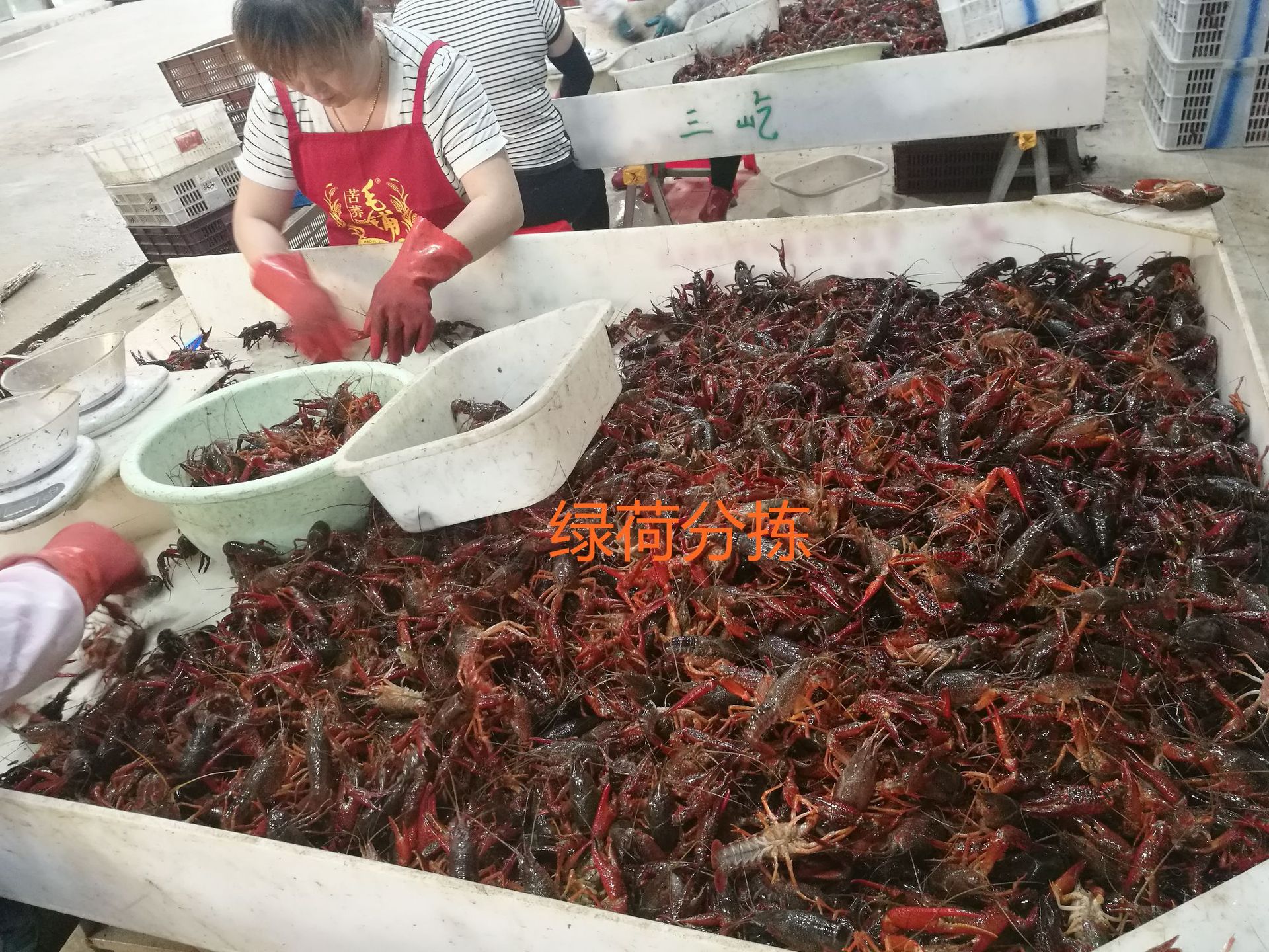 分揀2