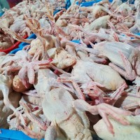 廠家批發(fā)7兩 新鮮白羽王鴿肉肉鴿老鴿子肉煲湯乳鴿肉活體現(xiàn)殺