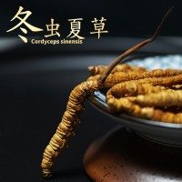 西藏那曲冬蟲(chóng)夏草 蟲(chóng)草全干無(wú)斷草 傳統(tǒng)滋補(bǔ)品營(yíng)養(yǎng)品蟲(chóng)草大量批發(fā)