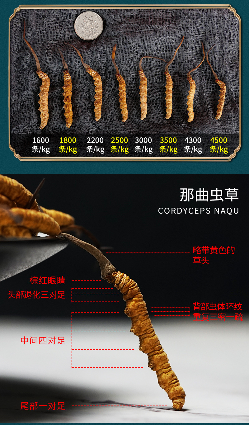 2020_12_01蟲草_05.jpg