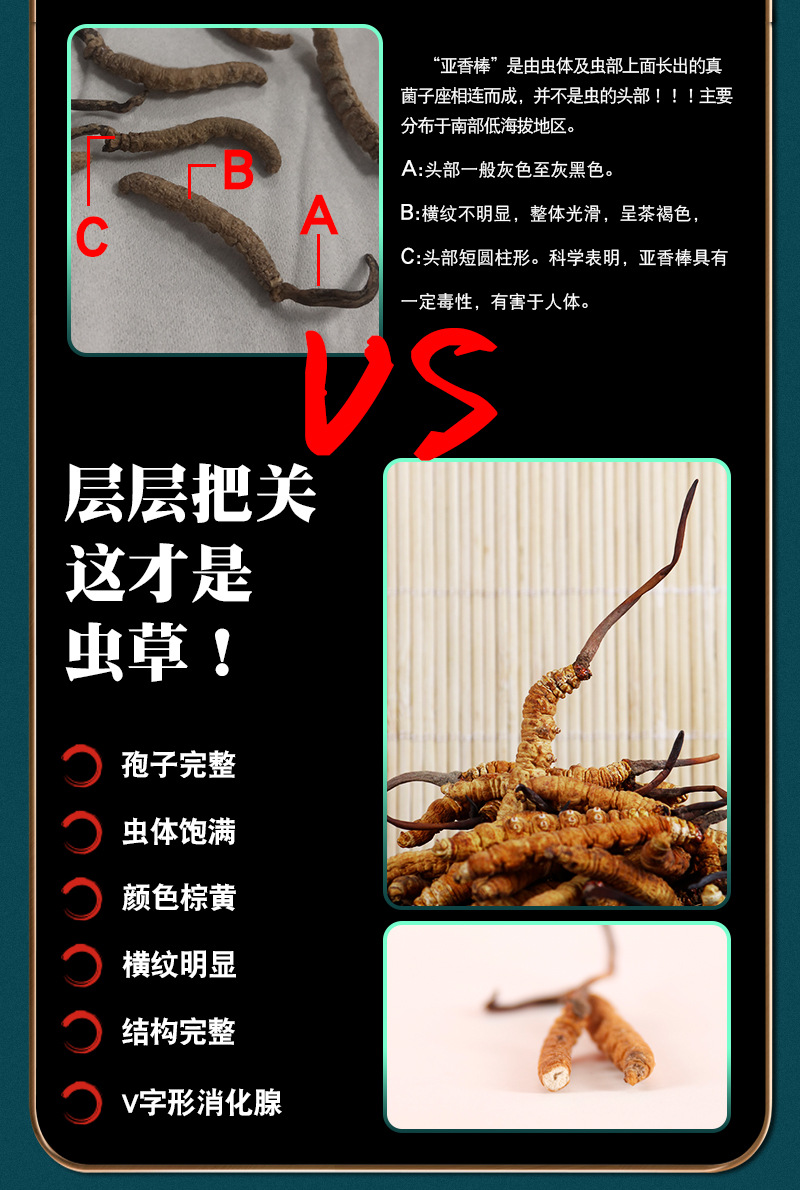 2020_12_01蟲草_08.jpg