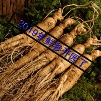 2019年新鮮帶土人參 現(xiàn)挖現(xiàn)賣批發(fā)鮮人參 非保鮮人參東北人參